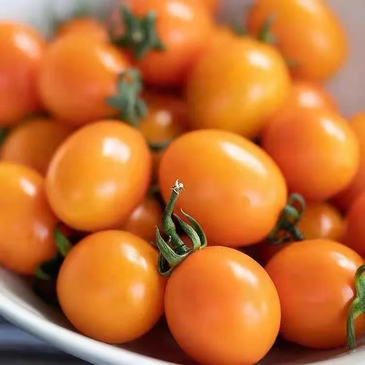 
Wholesale Chinese Semi-determinate Cherry Tomato Seed For Planting 