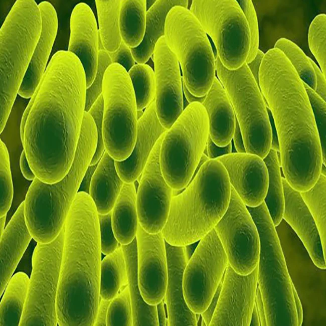 
Food Grade 50 Billion CFU/G Bacillus Coagulans probiotic powder feed additive 