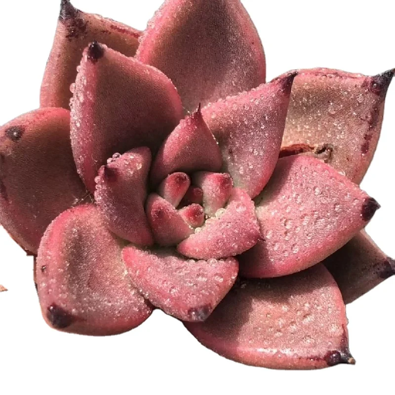 Роза сочные растения эчеверия кровавое Ромео комнатное растение для питомника оптовая продажа