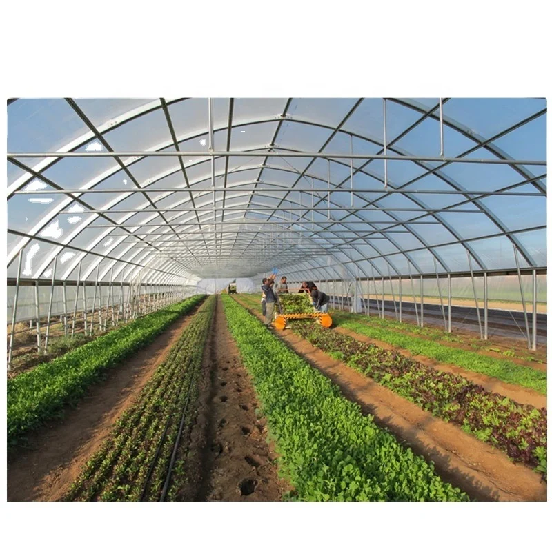 China Supplier Cheap Price Tunnel Greenhouse for Tomato/Cucumber/Lettuce/Cherry/Celery/Pepper/Eggplant/Herb/Strawberry Growing