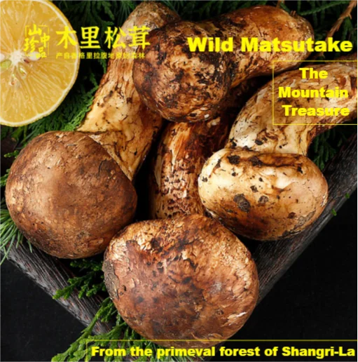 Nature wild Tricholoma matsutake white pine mushroom mushrooms for cooking SongRong for wholesale