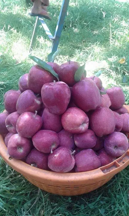 Лучшая цена свежий красный королевский торжественные яблоки