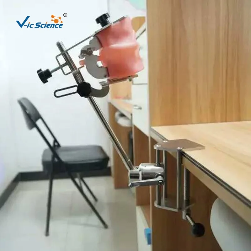 Dental simulator manikin articulator dental oral cavity simulation training simple head teeth model