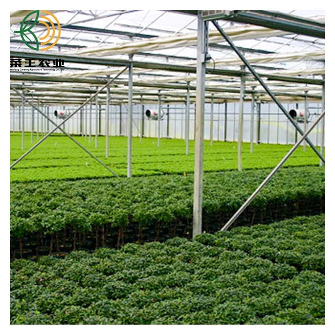  China Factory Price Plastic Sheet Green House for Vegetables Fruits