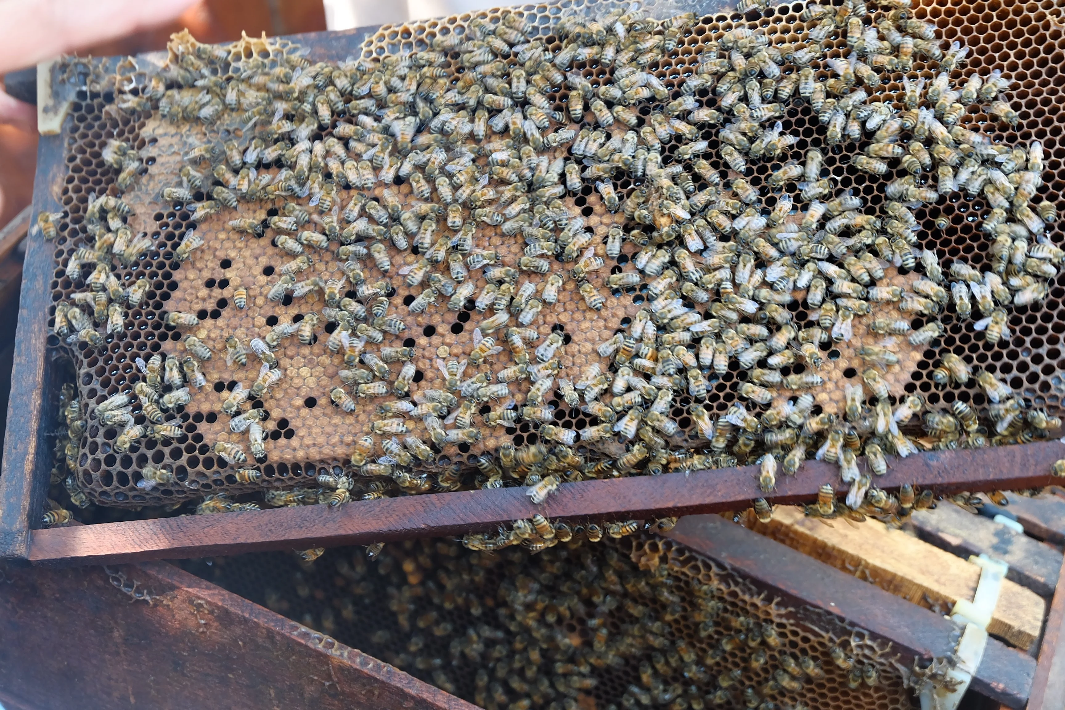 
Premium Vietnamese Ripen Honey - Bonie Bee Rambutan Flower Honey - Bulk Honey 30kg 