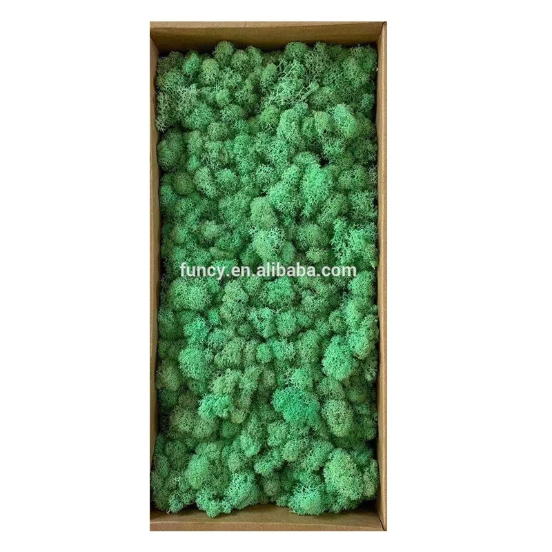 Long Lasting Home Decoration Real Preserved Moss for Wall Decor