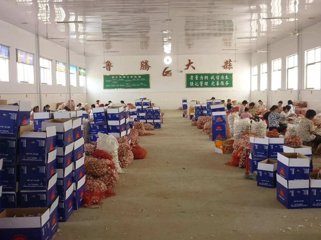 2022 new season Chinese fresh garlic ajo chino in cold storage of a garlic export pure white normal white garlic market price