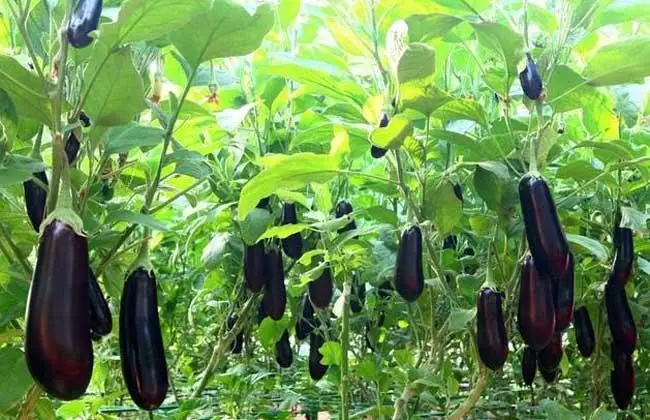 Vigorous growth hybrid eggplant seeds for growing