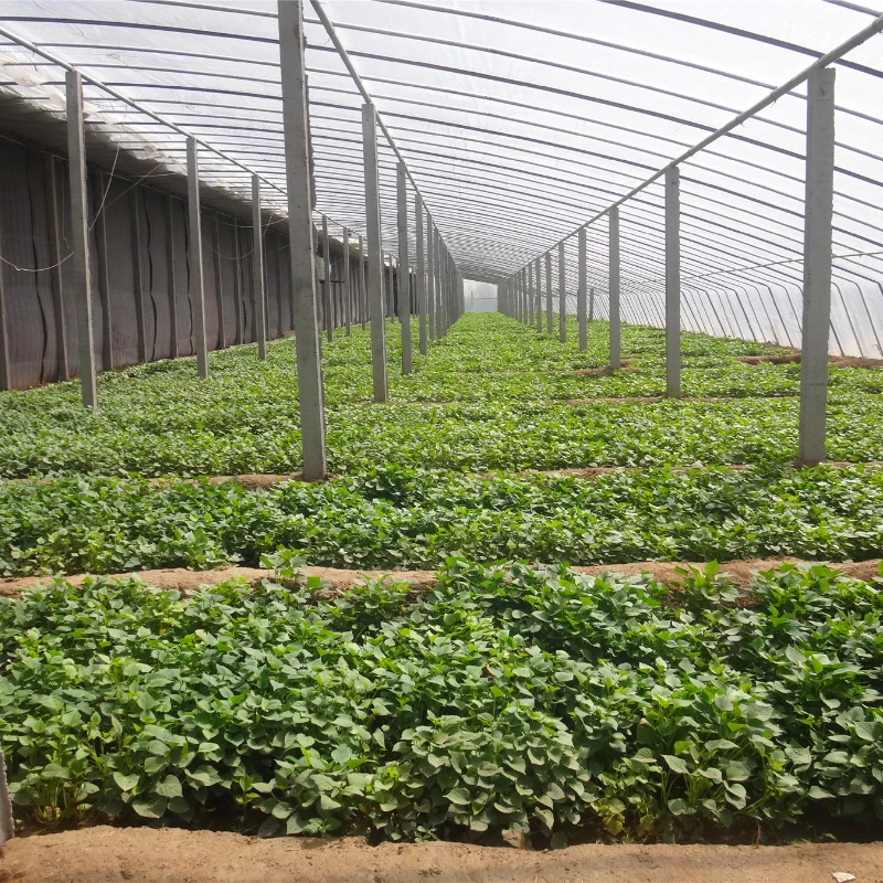 Greenhouse with Temperature Control Function for Stable Climate, Heating Elements, Cooling Fans, Thermostat