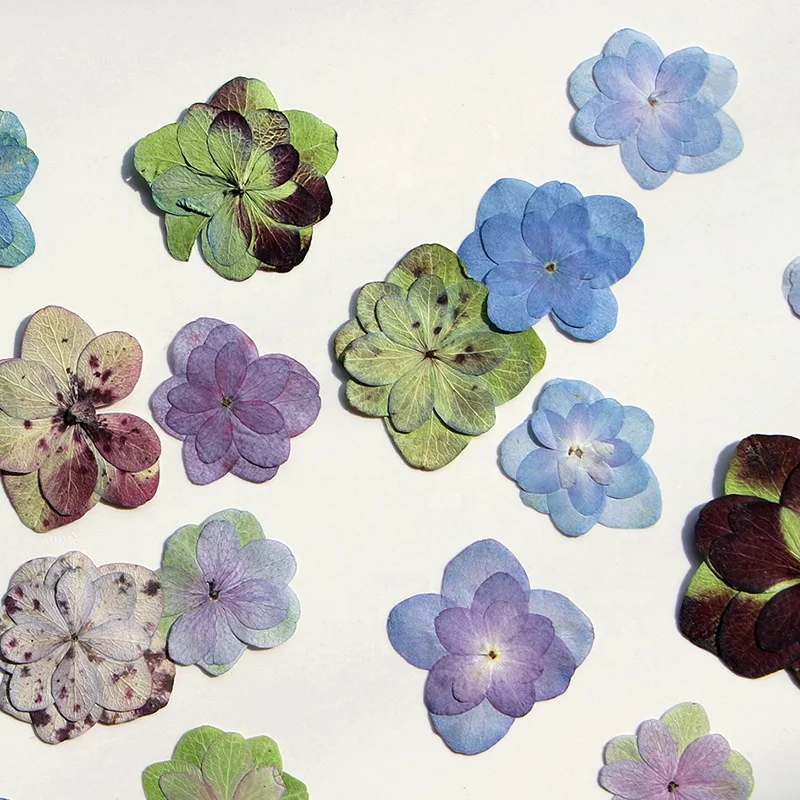 12pcs/pack Double Petal Hydrangea Card Making Supplies Resin Jewelry Natural Plant Eco-friendly Real Pressed Flower