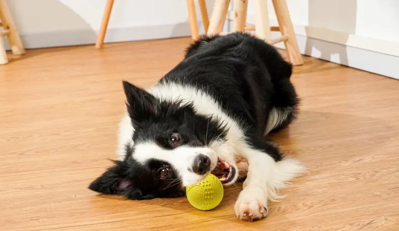  Vking Manufacturer Natural Rubber Supply Interactive Pet Training Squeaky Chew Toys Ball for