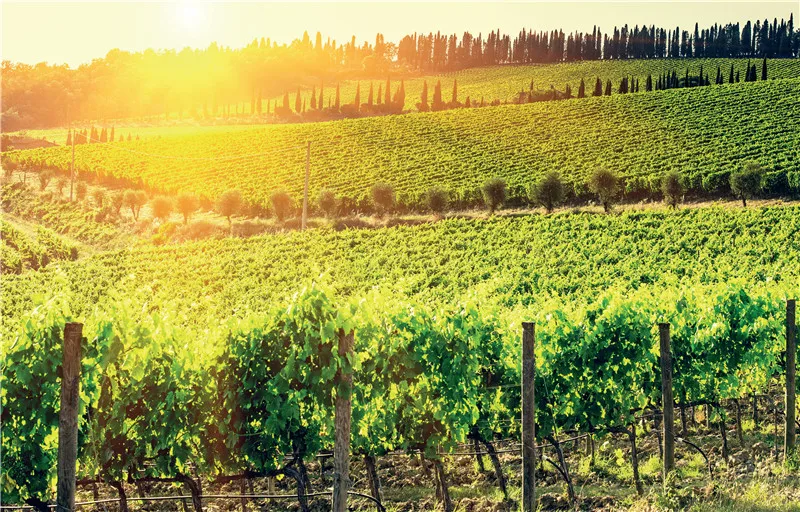 Organic Balsamic Condiment From The Best Grapes Wine In A Unique Gift Packaging - Made In Italy