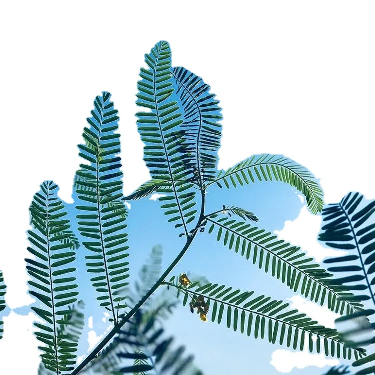 
supply Cassia nomame extractpowder Flavanol 8%10% 16% etc 