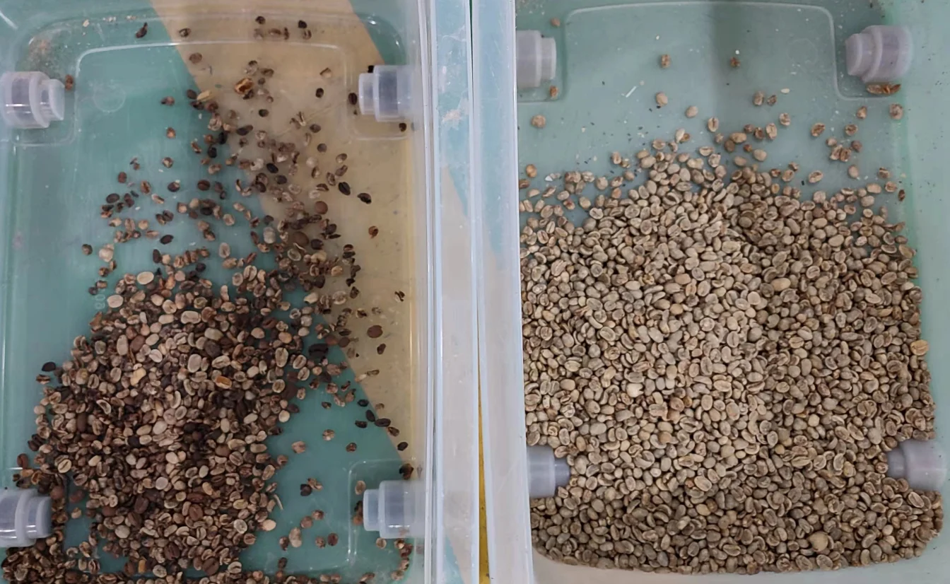 Wenyao separation equipment coffee bean color sorter Professional colour sorter manufacturer in China