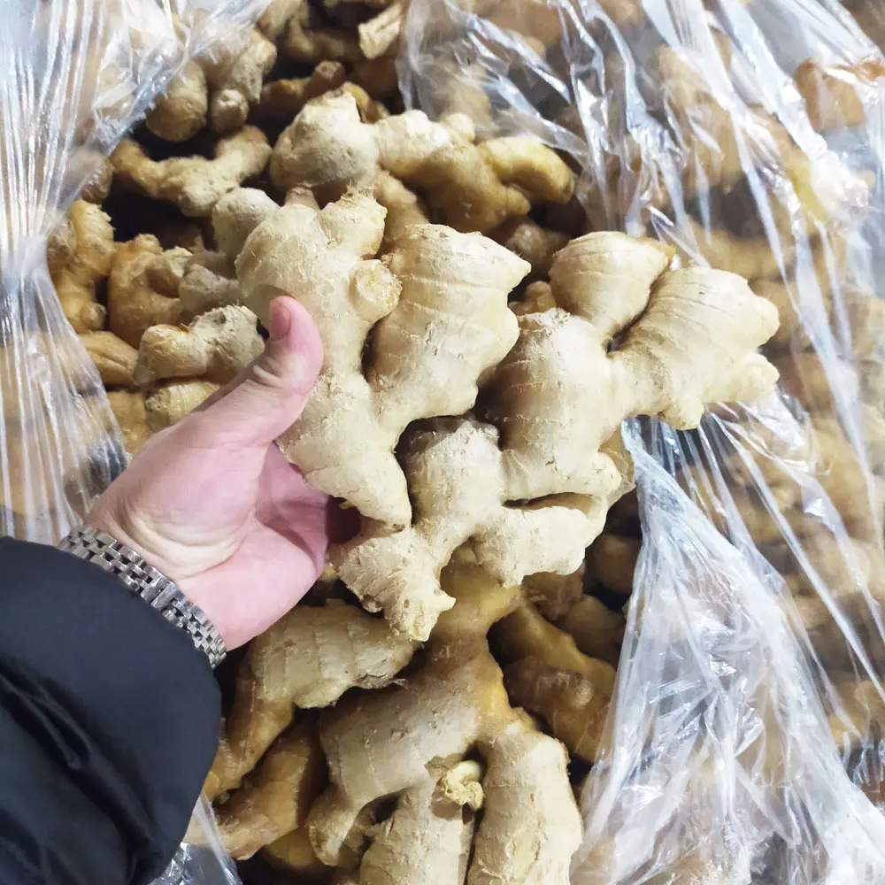 2023 new crops Fresh Dry jengibre Buy Dried Ginger Buyers For Wholesale China Ginger For Sale Cheap Price