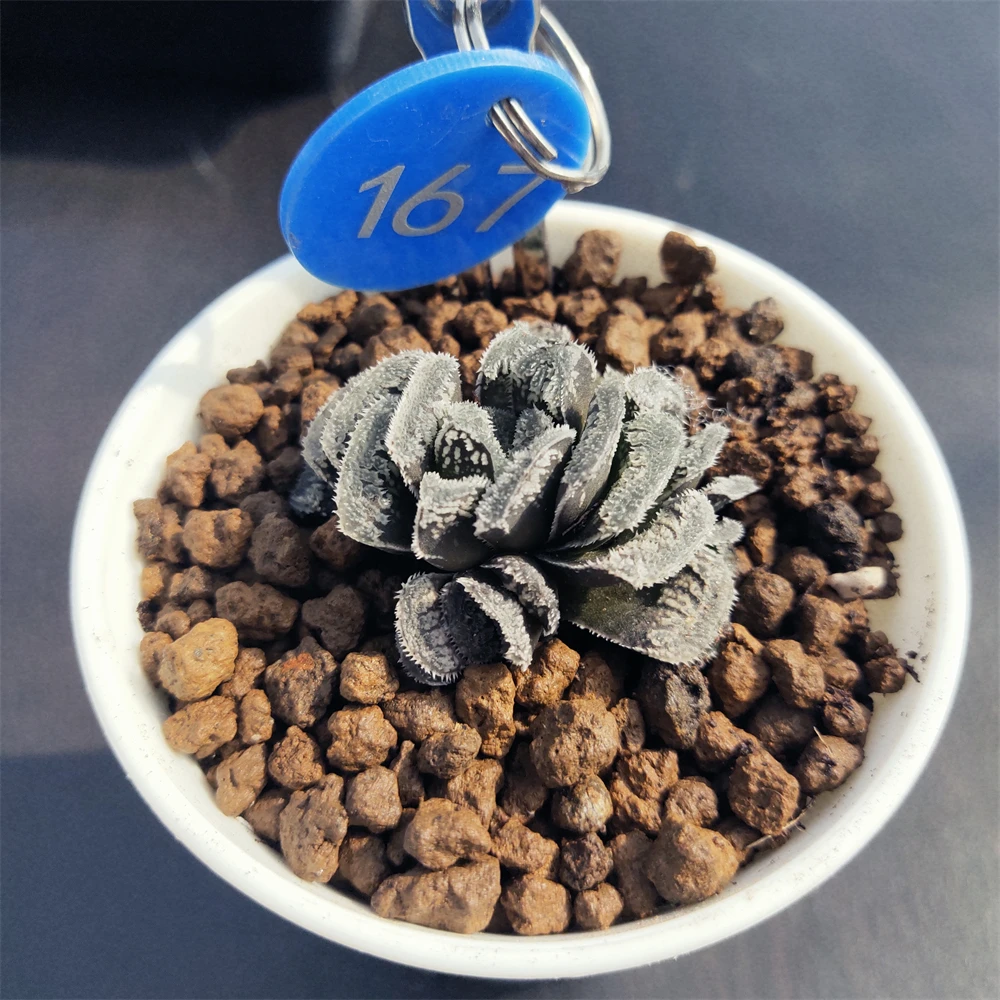 H167 haworthia Hyb Pygmaea «Снежный кролик» редкие суккуленты живое растение 3 дюйма горшок натуральные комнатное