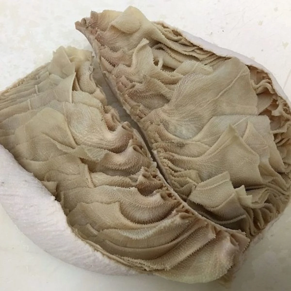 Premium quality frozen beef Omasum in wholesale