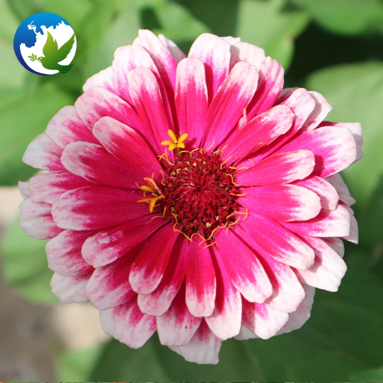 High germination Summer Flower Zinnia Elegans plants flower for garden