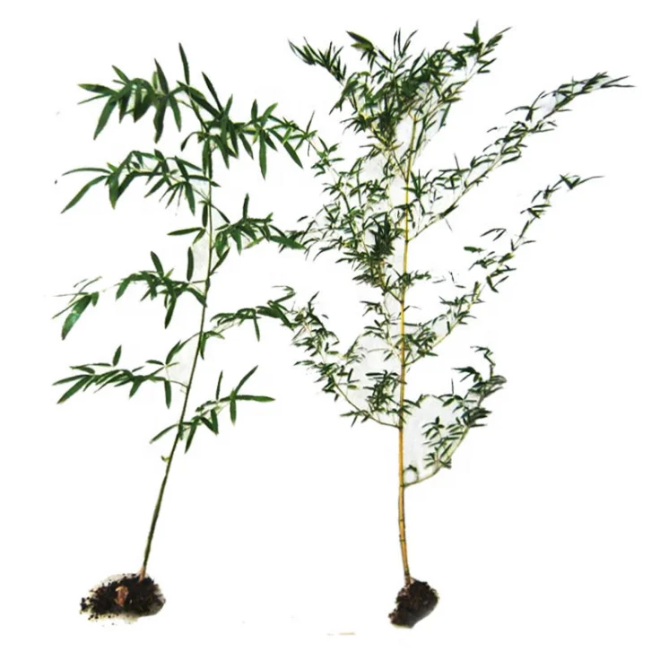Fresh Giant bamboo seeds Hot selling
