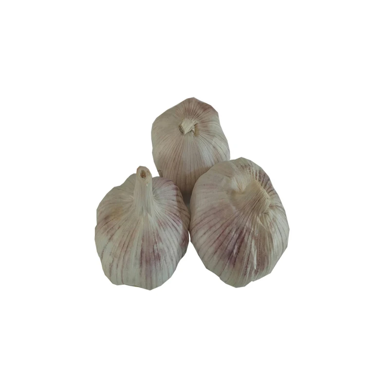 
Cheap price high quality normal fresh garlic new season garlic 