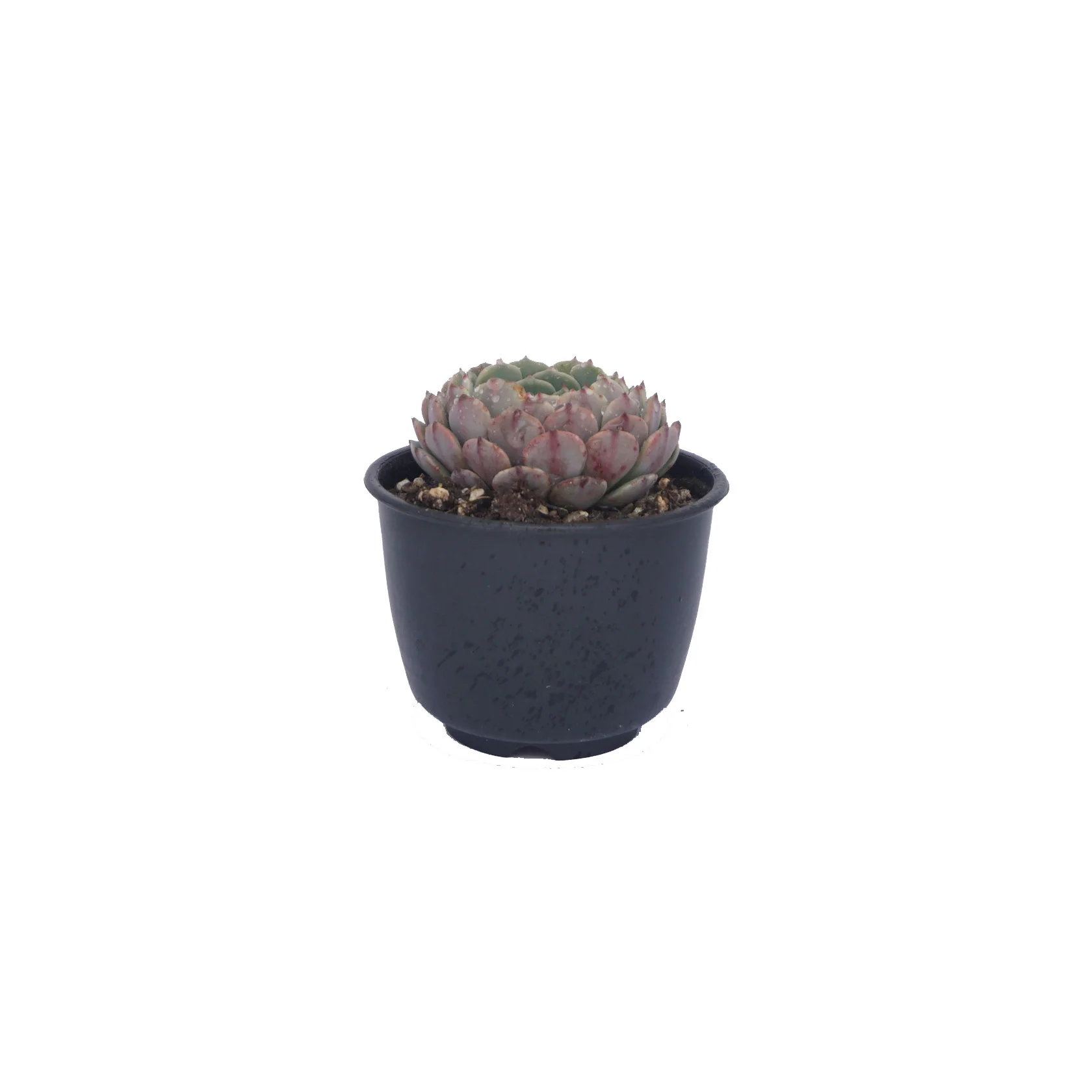 Farm direct high quality wholesale echeveria live succulent plants for indoor decoration