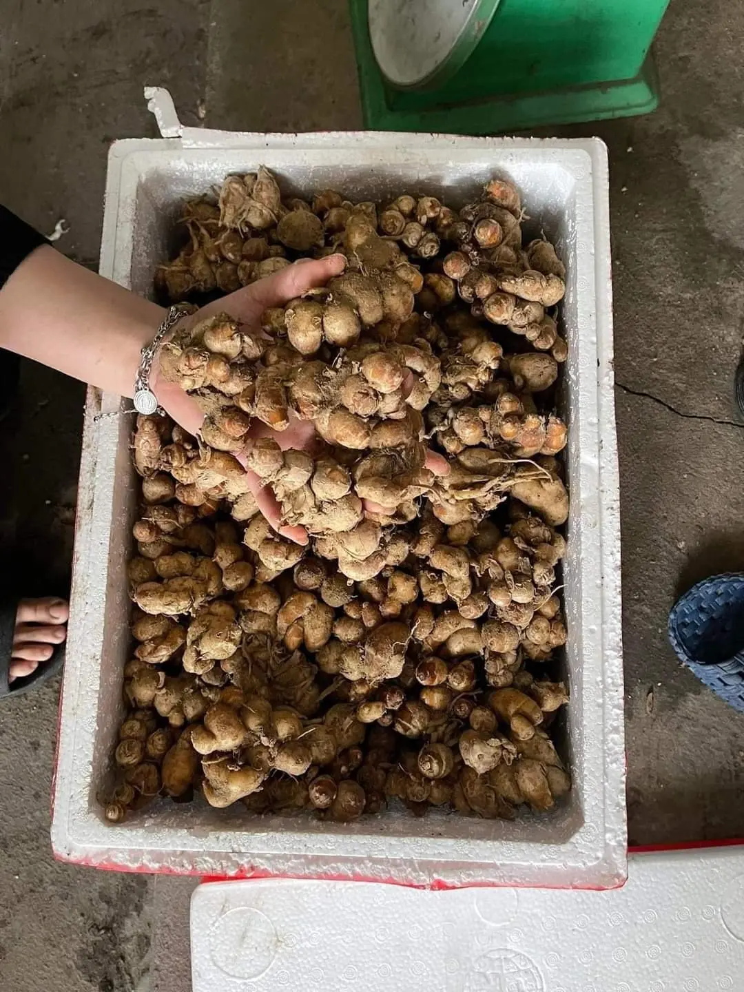 Best Sale High Quality 100% Natural SAND GINGER/KENCUR/AROMATIC GINGER Root Powder Food Best Price Bulk Buying Vietnam Market