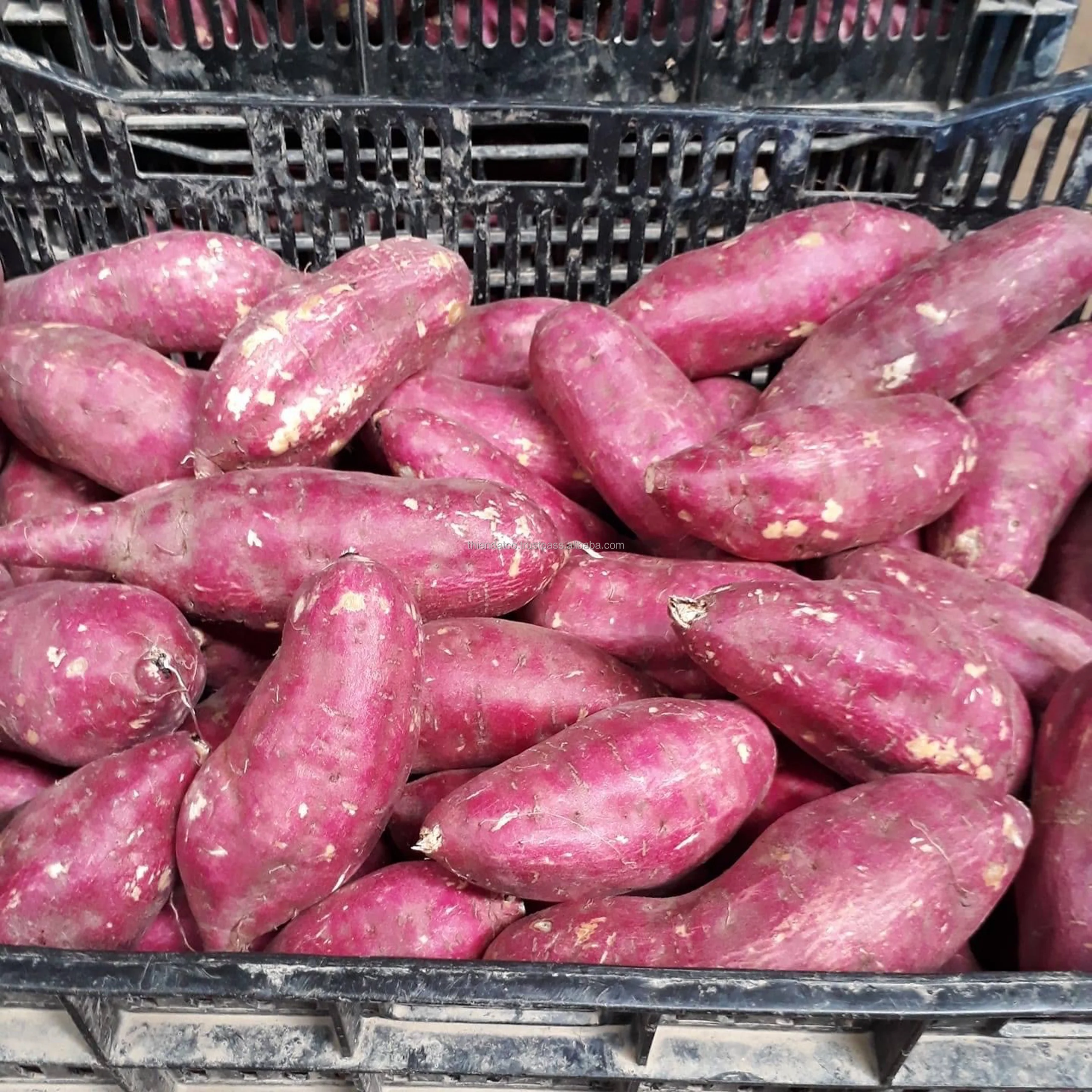 Оптовая продажа вьетнамские органические мягкие овощи Натуральный Свежий японский сладкий картофель с сетчатым мешком/картонная коробка для еды/готовки/пекарни