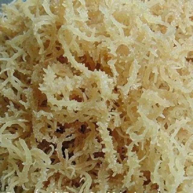 {HOT - SALE} - EUCHEUMA COTTONII SEAWEED/ DRIED SPINOSUM SEAWEED/ EXPORTING HIGH QUALITY VIETNAM GOODS BEST PRICE