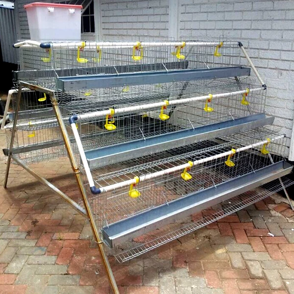 Design Modern Environment Control Shed Poultry Farm System Commercial Chicken Farm Business Plan