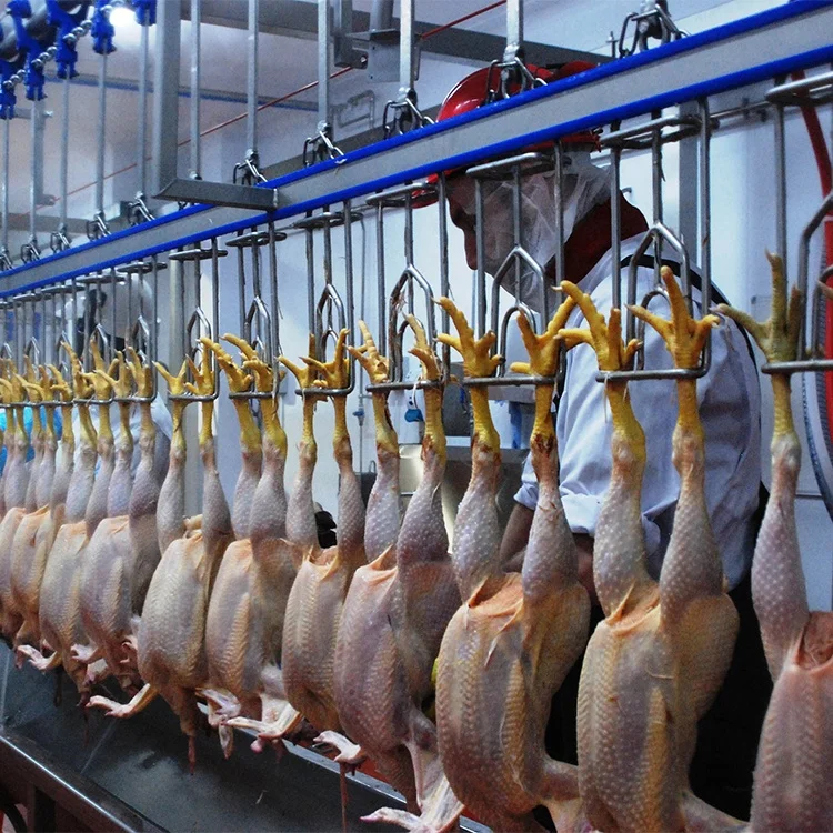 2020 halal slaughting equipment 500 bph chicken abattoir