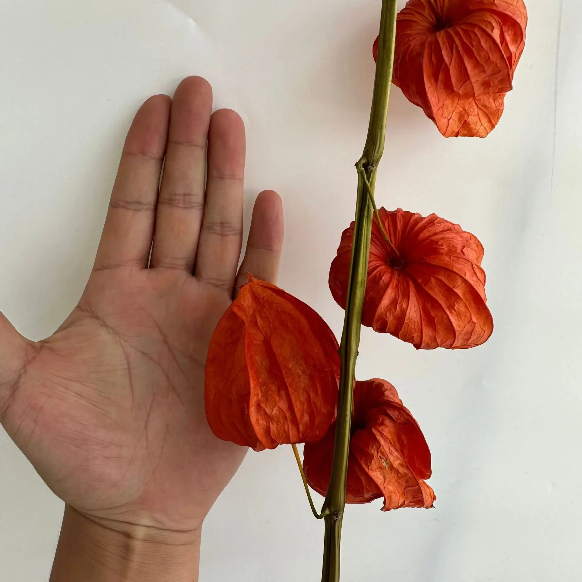 Ins most popular pastoral dried natural flower physalis fruit for home decor