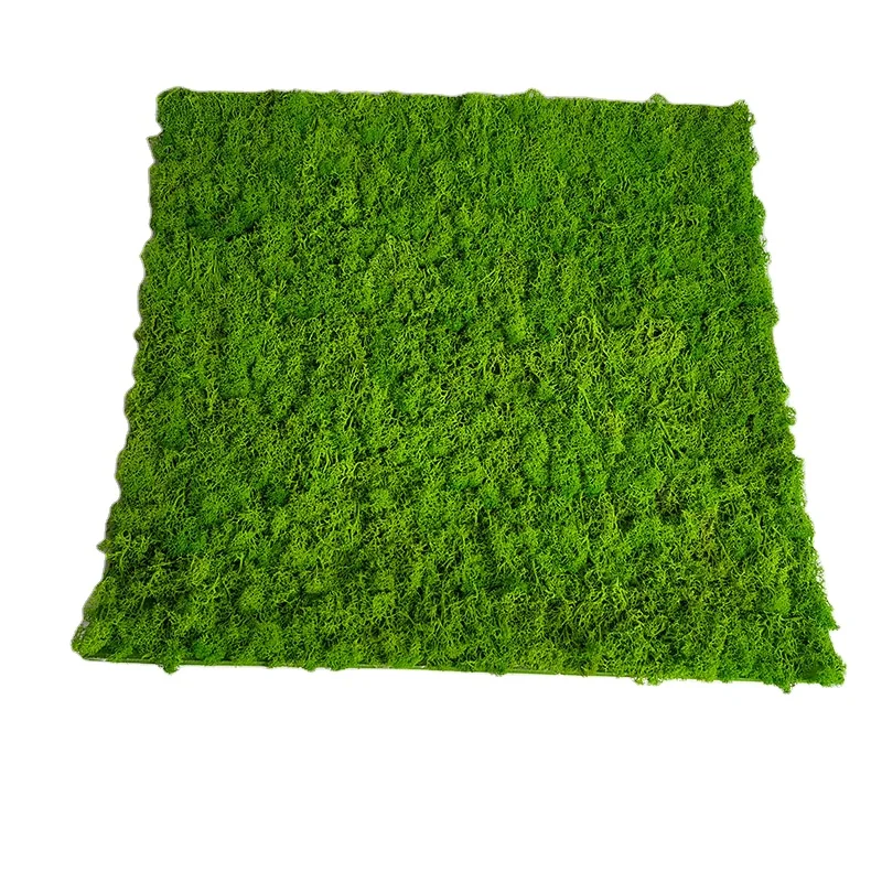 Customized Size Natural Green Stabilized Reindeer Moss Preserved Moss Decoration Wall