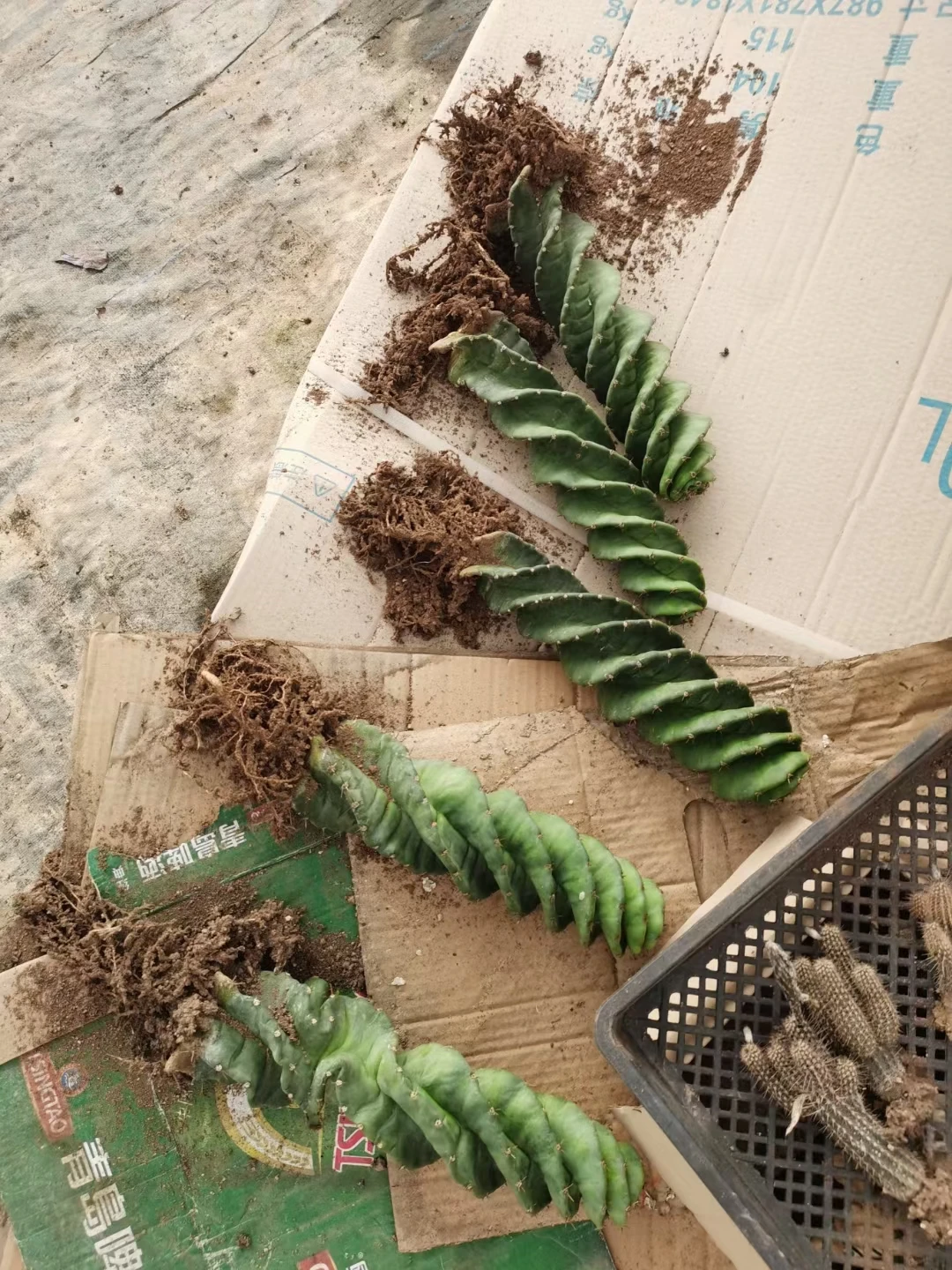 Wholesale Cactus Nature Cacti Live Cactus Succulent woody Plants indoor plant Spiral cactus