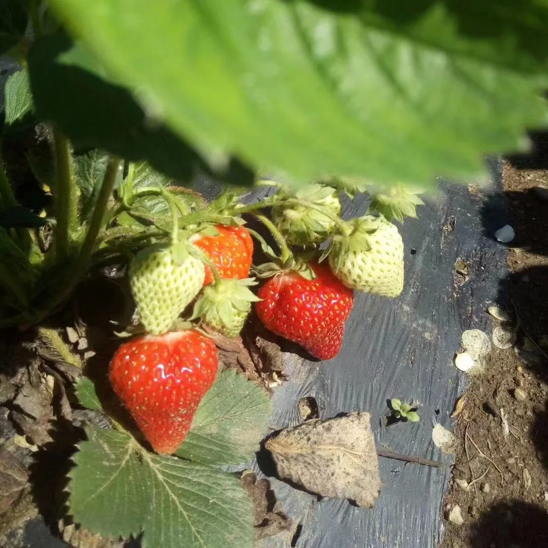 EU  Organic  Healthy Natural Quick frozen strawberries A Grade for Wholesales Retail