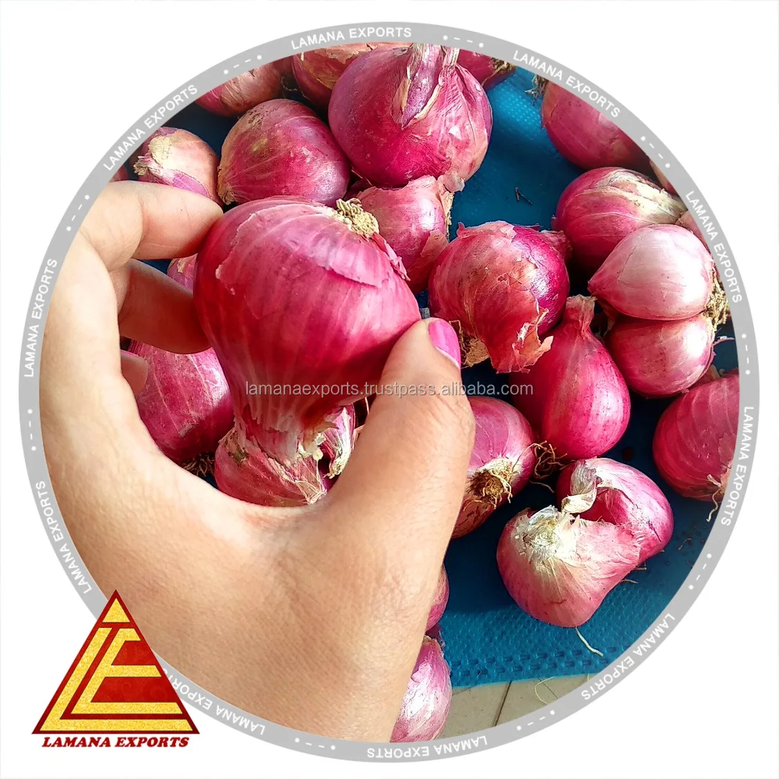 Podisu Onion New Crop for Export Malaysia Singapore