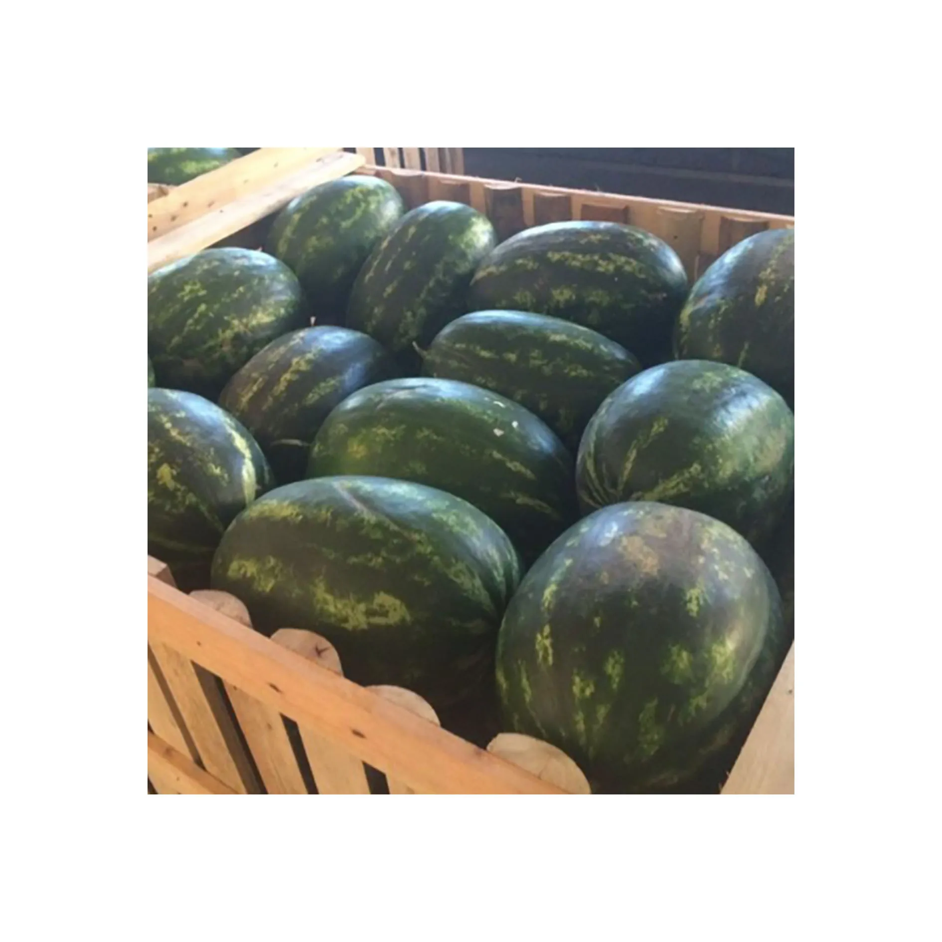 
Moroccan farms high quality affordable price fresh sweet water melon 