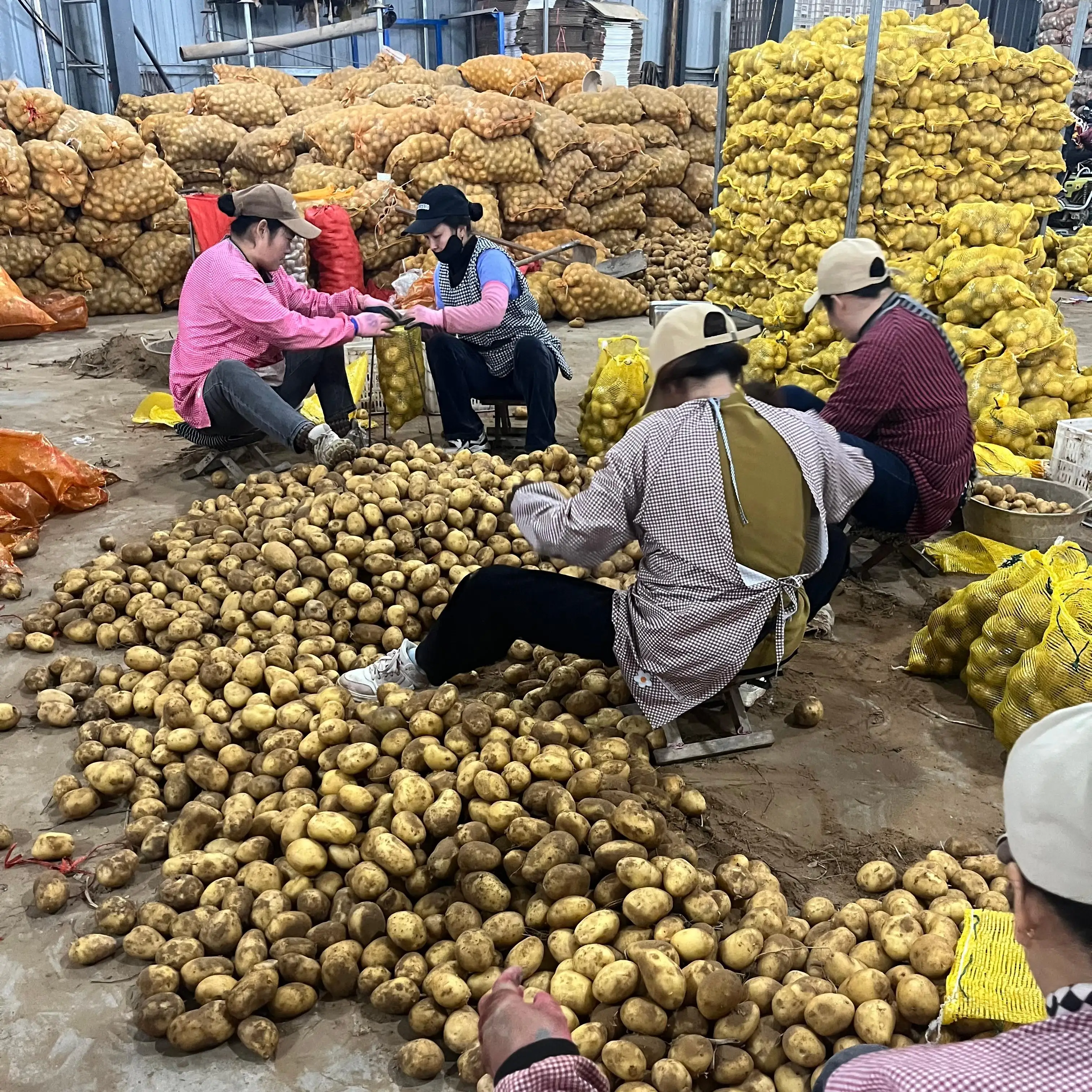 China New Crop Fresh Potato 100% Natural Organic Holland Yellow Potato Wholesale Price