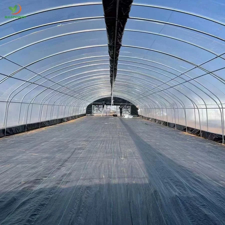 Single-span tunnel greenhouses for roses ,cucumber ,tomato ,canabs, blueberry growing