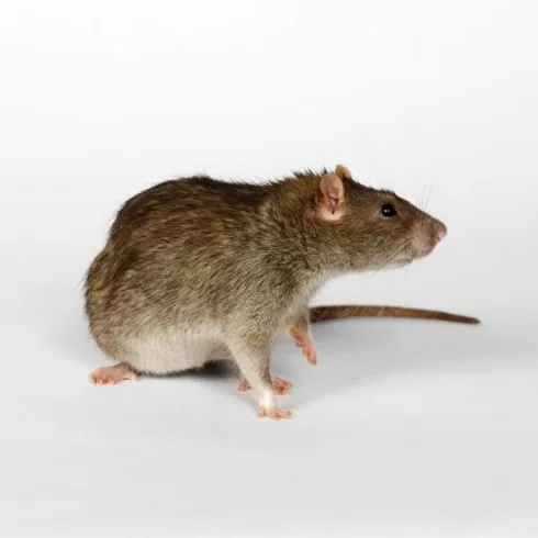 Strongly Sticky Mouse Rat Traps Hot Sale Hygienic Products Inseceticide