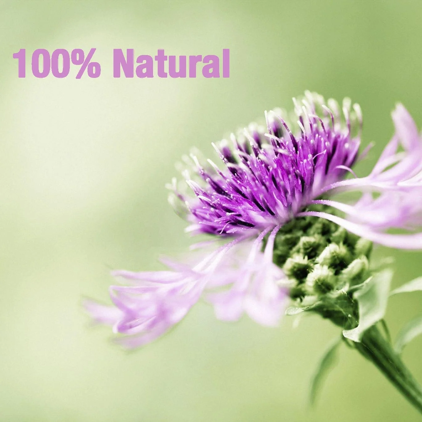 Support Private Custom milk thistle tea catherine slimming herbal tea for export