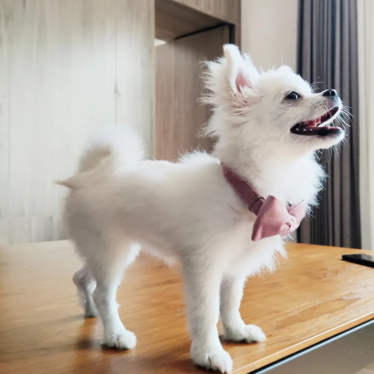 Alarm Pet Gps Tracking Collar Dog Leather Biothane Martingale Tracking Device Tracker Locator Dog Collar With Air Tag Holder