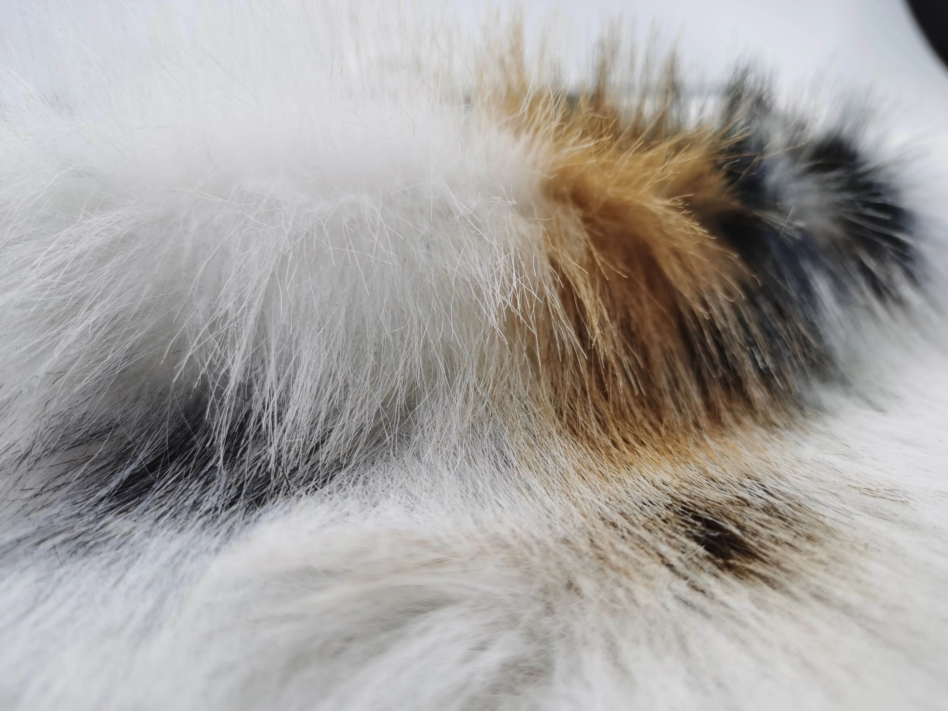 100% Polyester Warm Thick Printed Tuscany High Quality Faux Fake Animal Fur Fabric for Garment/ Home Textile/ Toys