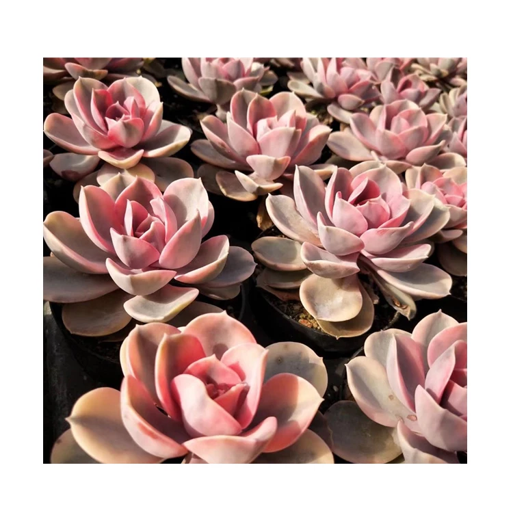 Высшее качество популярный настоящий кактус echeveria Радуга для
