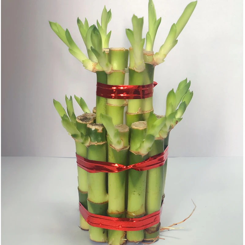 
best lucky bamboo tower for sell in china 