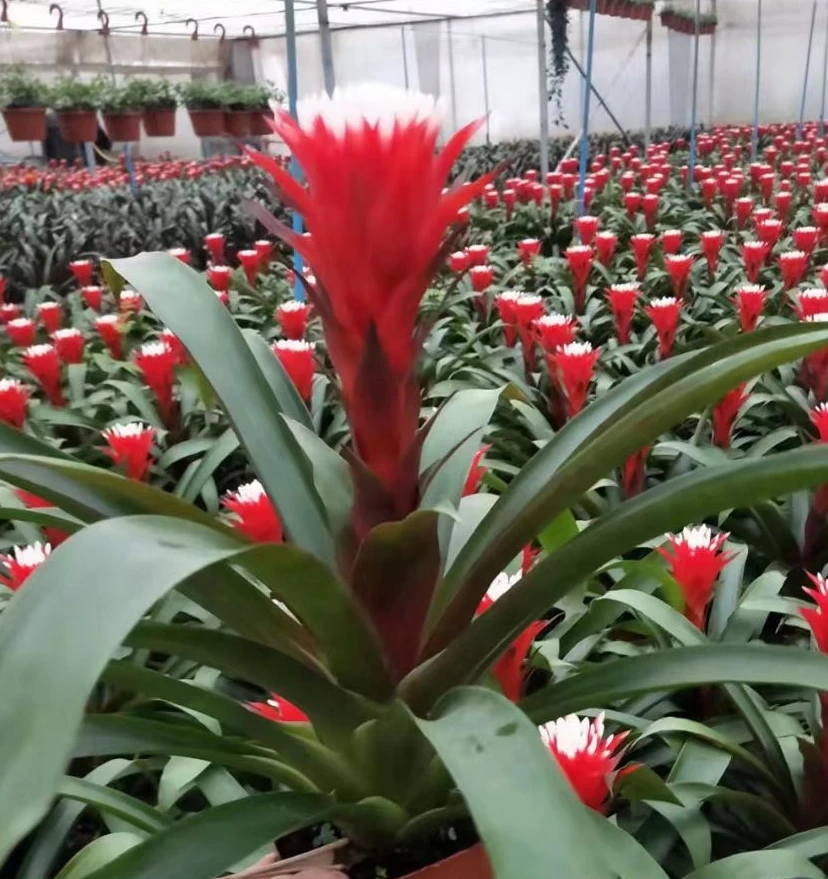 Indoor flower green planting plants