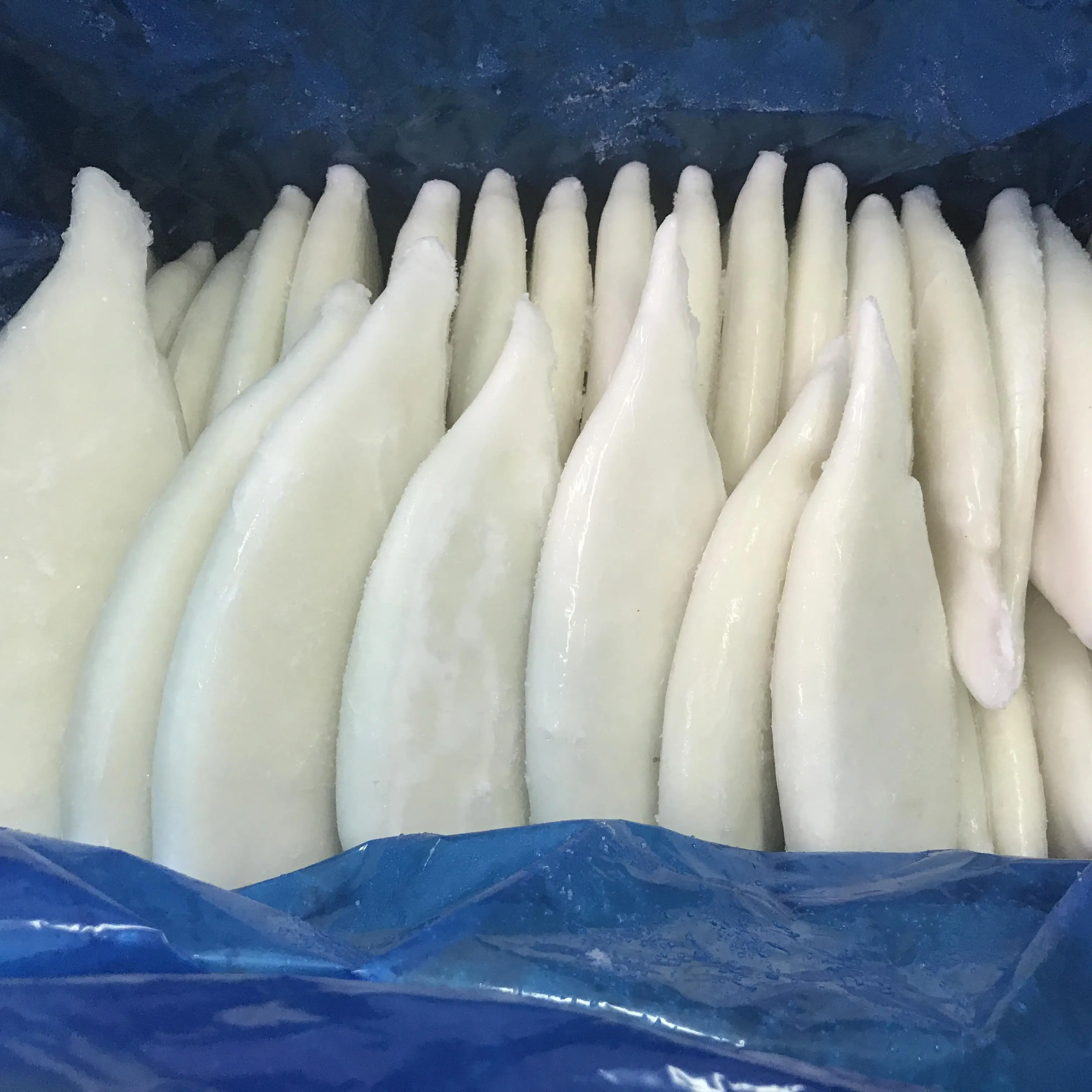 Frozen Squid Tube Manufacturers Squid Tubes Frozen Calamari U5 U10 Squid Tube Loligo