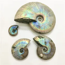 Wholesale rainbow shiny ammonite snail conch fossil for home decoration