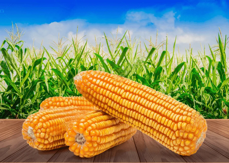 Желтая Кукуруза для человека из Бразилии белая кукуруза Non GMO потребления человеком и животными