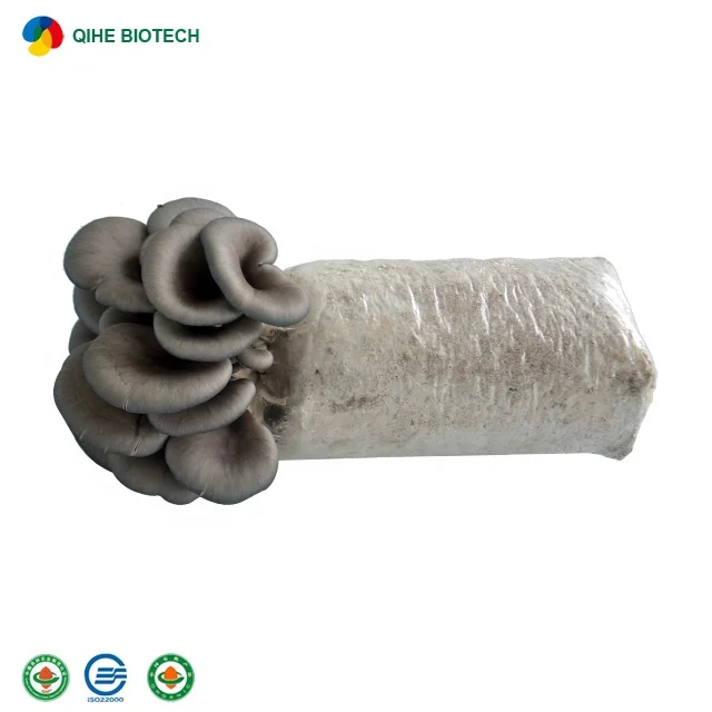 
high yield Oyster mushroom spawn/grow kits for export 