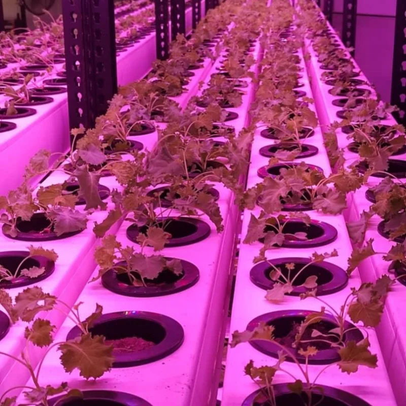 G And N Fortune Limited Pvc Pipe Plants hydroponics system nft Hydroponics Nft Pipe Accessories